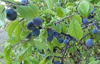 Güvem eriğinin faydaları saymakla bitmiyor