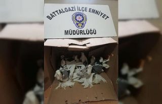 Güvercin hırsızı yakalandı