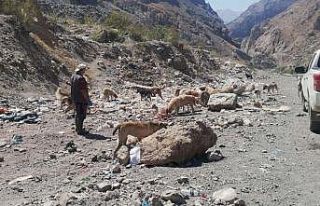 Hakkari Belediyesi sokak hayvanlarını unutmuyor