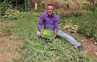 Hakkari karpuzu Diyarbakır’a rakip oldu