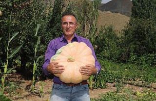 Hakkari’de 45 kiloluk bal kabağı yetiştirildi