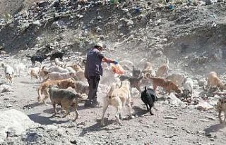 Hakkari’de can dostlara yiyecek bırakıldı