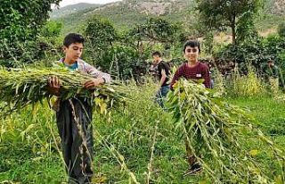 Hakkari’de susam hasadı başladı