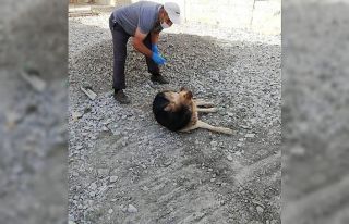 Hakkari’de zehirlenen köpekler tedavi altına alındı