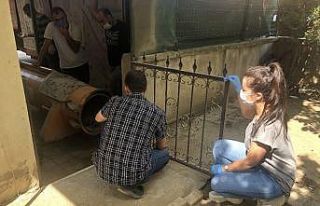 Halı yıkama makinesine sıkışan tilki kurtarıldı