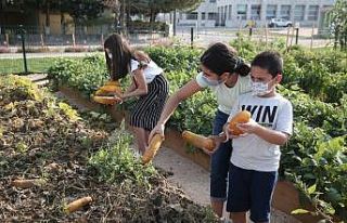 Hasat ettikleri ürünlerin tohumlarını aldılar