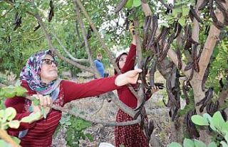 Hasat için 10 yıl bekledi, pekmezinin kilosunu 60...