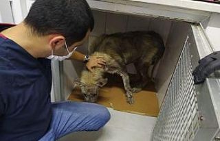Hasta köpeğin yardımına İzmit Belediyesi koştu
