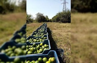Hatay’da mandalina hasadı başladı
