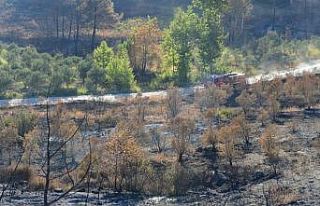 Hatay’daki orman yangını sonrası üzücü görüntüler
