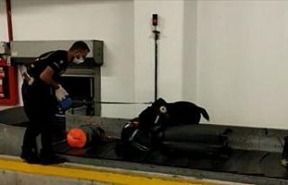 Havalimanında narkotik köpeğinin tepki verdiği...