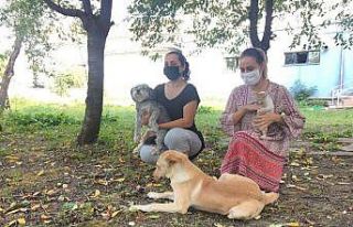Hayvanları Koruma Derneği, toplanan köpekler takip...