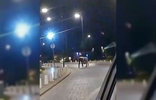 Herkes güreş sandı, tekme ve yumruklar havada uçuştu