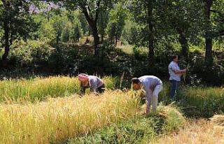 Hizan’da imece usulü çeltik hasadı