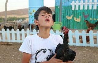 Horozlarla atışıyor, tavuklar onu horoz sanıyor