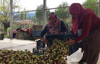 Hünnap üreticilere kazandırmaya devam ediyor