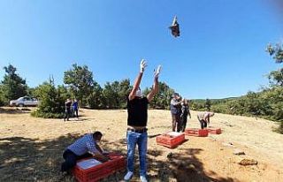 Hüyük’te 500 kınalı keklik doğaya salındı