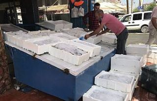 Iğdır’da balıklar tezgahtaki yerini aldı
