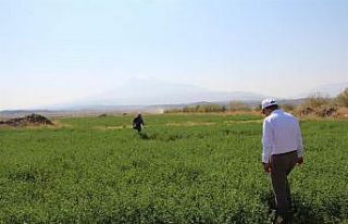 Iğdır’da ıslah edilen meralar tarıma kazandırılıyor