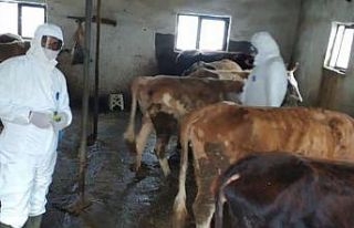 Iğdır’da şap aşılama kampanyası devam ediyor