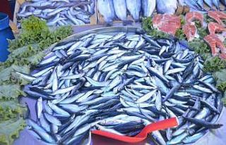 İlk gün hamsi el yaktı