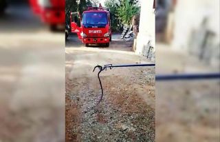 İncir ağacına çıkan yılanı itfaiye indirdi