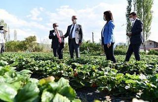 Isparta Aksu’da 500 ton çilek üretimi yapılıyor