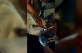 İtfaiye ekipleri acılar içindeki kediyi böyle...