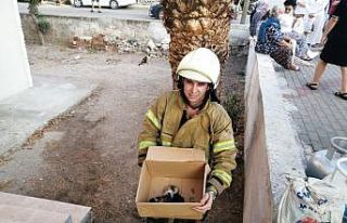 İzmir’de alevlerin arasında kalan 5 yavru kedi,...