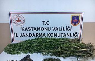Jandarma ekiplerinden kenevir operasyonu
