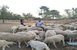 Jandarma kayıp koyunları bularak sahibine teslim...