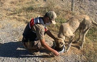 Jandarmadan hayvanlara şefkat eli