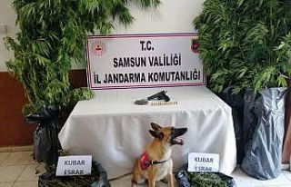 Jandarmadan kenevir ve esrar baskını