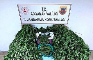 Jandarmadan uyuşturucu operasyonu