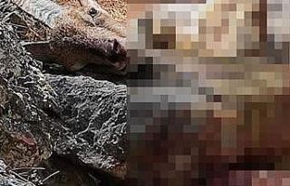 Kaçak yaban keçisi avına 29 bin 980  lira ceza