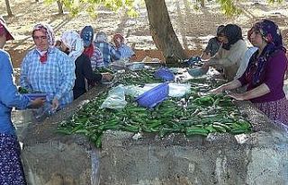 Kahramanmaraş’ta 200 bin ton salatalık üretiliyor