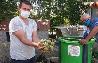 Kahramanmaraş’ta 20 bin ton ceviz rekoltesi bekleniyor