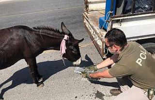 Kamyonete bağlanarak sürüklenen eşeği polis kurtardı