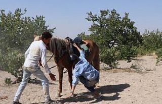 Kapadokya’da ata binen güzel sanatçı attan düştü
