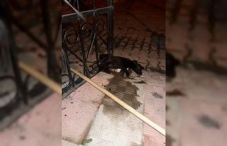 Kapıya sıkışan köpek için seferber olundu