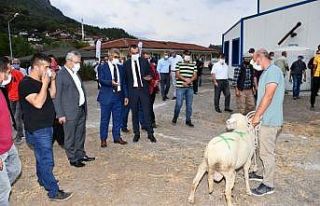 Karabük’te 89 koç yetiştiricilerine verildi