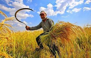 Karacadağ pirinç hasadı fotoğraflandı