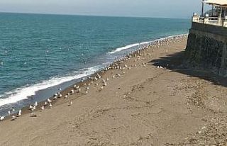 Karadeniz’de sahiller martılara kaldı