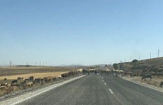 Karayoluna çıkan inek sürüleri yol güvenliğini...