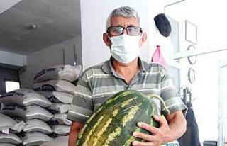 Karpuz yetiştiriciliğinde organik gübre farkı