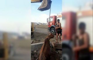 Kars’ta at kurtarma operasyonu