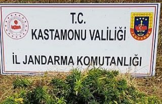Kastamonu’da 2 bin 200 kök kenevir ele geçirildi