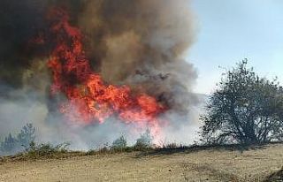 Kastamonu’da 500 hektarlık ormanlık alanda yangın...