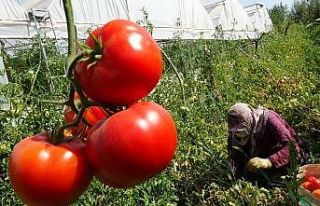 Kavurucu sıcakta tarım işçilerinin zorlu mesaisi