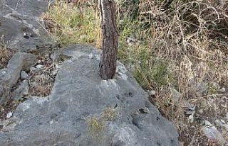 Kayada hayat bulan ağaçlar korumaya alındı